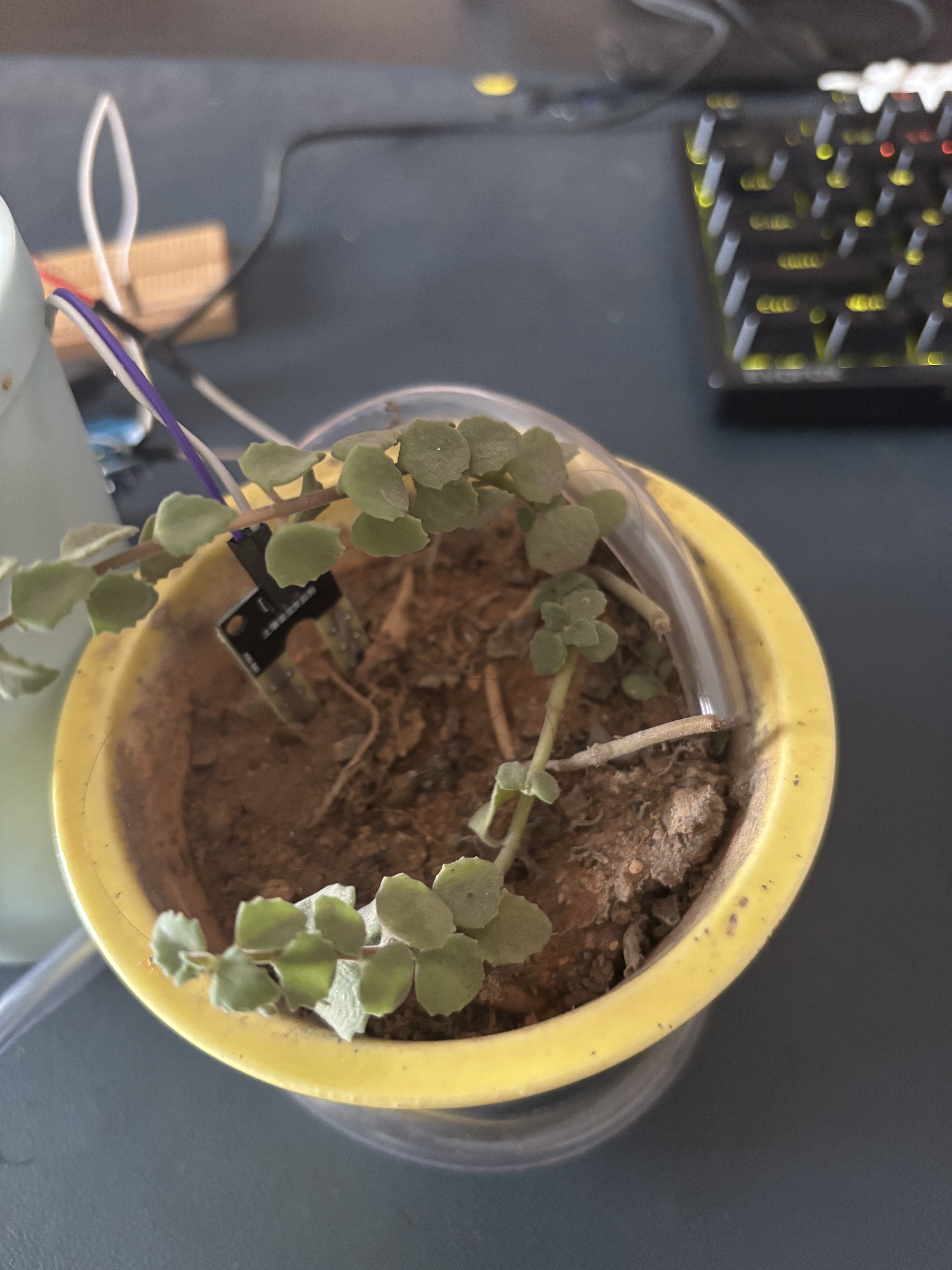 String of Nickels Patient